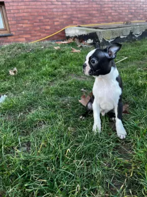 Boston terrier samiec 2