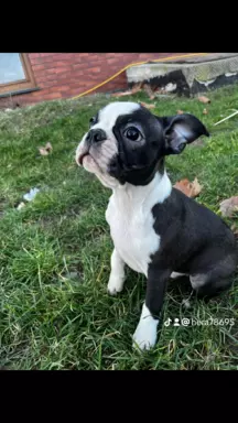 Boston terrier samiec 3