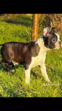 Boston terrier samiec 4