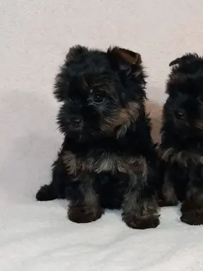 Yorki yorkshire terrier york piesek szczenię czarno-złoty 1