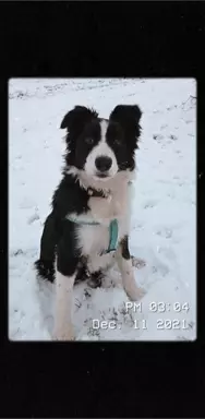 Border collie szczenięta z rodowodem 7