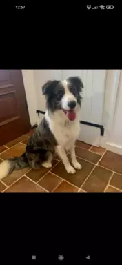 Border collie szczenięta z rodowodem 8