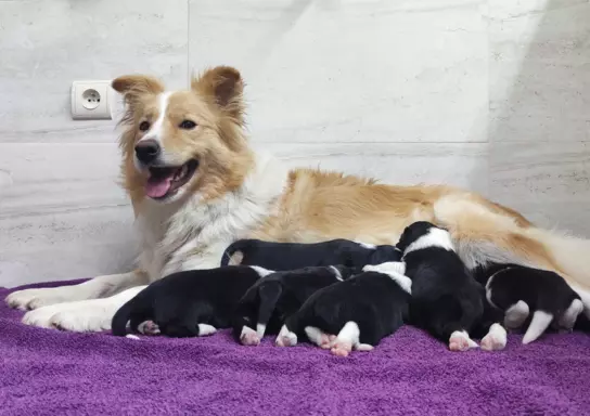 BORDER COLLIE - Pies unikalnej maści ee-red z pełną dok. hod 4