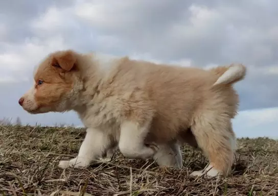 BORDER COLLIE - Pies unikalnej maści ee-red z pełną dok. hod 3