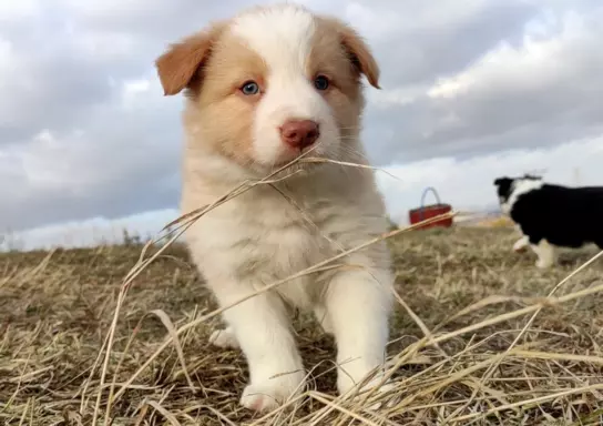 BORDER COLLIE - Pies unikalnej maści ee-red z pełną dok. hod 2