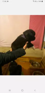 Szczenieta Akita Amerykanska 1