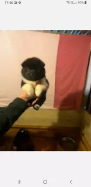 Szczenieta Akita Amerykanska 4