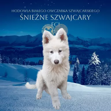Biały Owczarek Szwajcarski FCI szczenięta 2