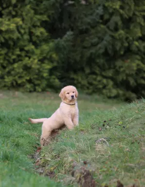 GOLDEN RETRIEVER-złote ,ciemnozłote,ZKwP,amerykańska linia,t 8