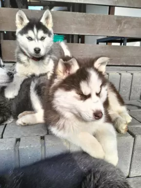 Husky syberyjski szczeniaki 2