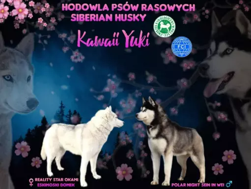 Siberian Husky 1