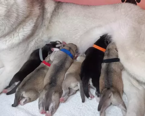 Siberian Husky 3