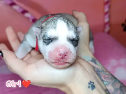 Siberian Husky 6