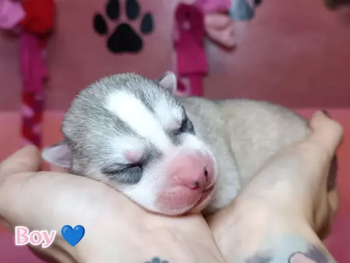 Siberian Husky 2
