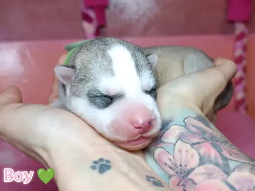 Siberian Husky 7
