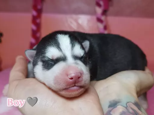 Siberian Husky 8