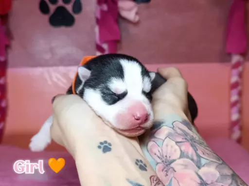 Siberian Husky 9