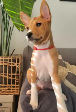 Basenji samiec BREGO ostatni 4