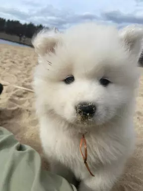 Samoyed szczenięta FCI 1