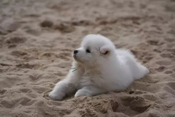 Samoyed szczenięta FCI 2