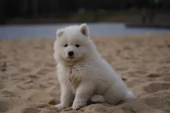 Samoyed szczenięta FCI 3