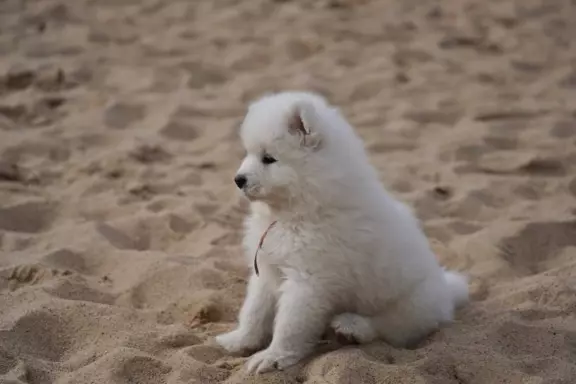 Samoyed szczenięta FCI 4