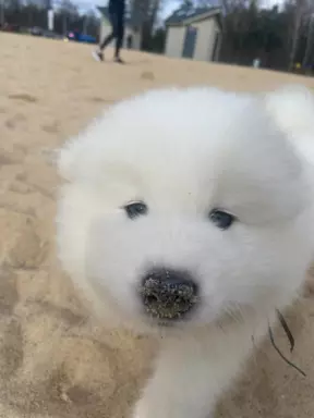 Samoyed szczenięta FCI 5