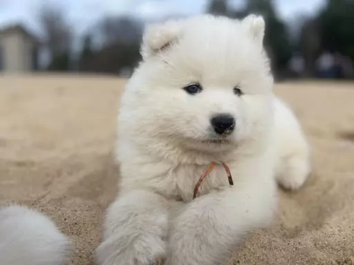 Samoyed szczenięta FCI 6