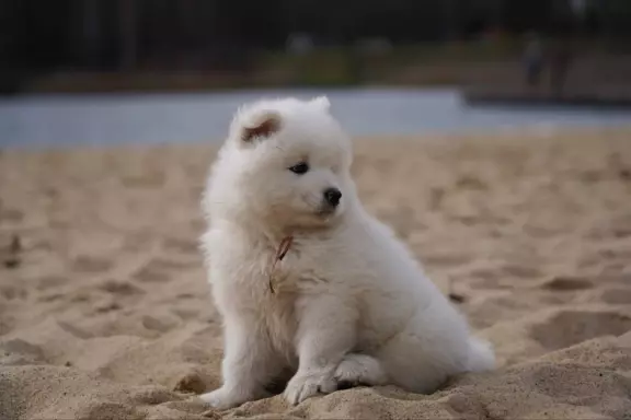 Samoyed szczenięta FCI 7