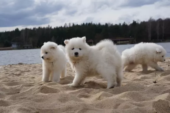 Samoyed szczenięta FCI 8
