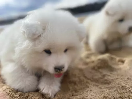 Samoyed szczenięta FCI 9