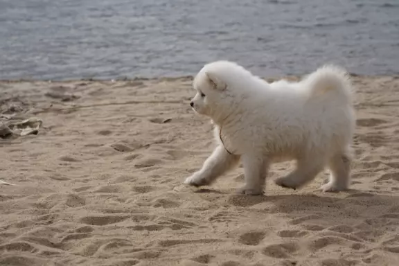 Samoyed szczenięta FCI 10
