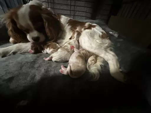 Suczka Cavalier King Charles Spaniel 1