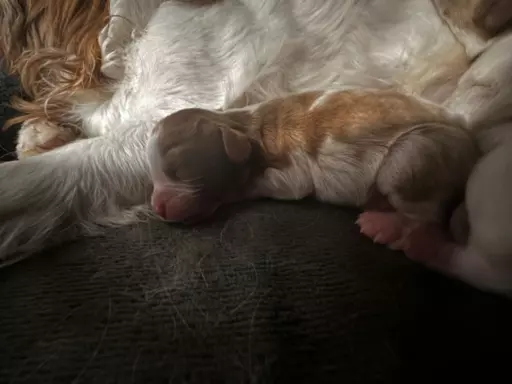 Suczka Cavalier King Charles Spaniel 2
