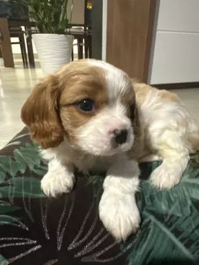 Suczka Cavalier King Charles Spaniel 3