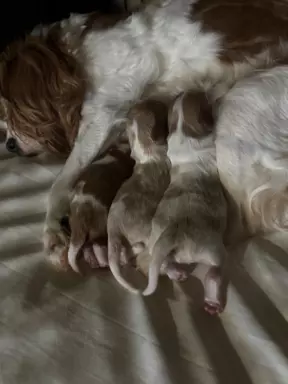 Suczka Cavalier King Charles Spaniel 4