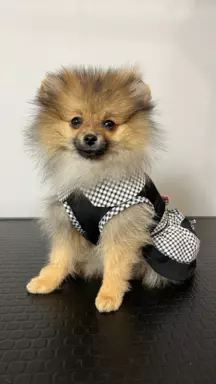 Szpic miniaturowy , pomeranian FCI, suczka. 4