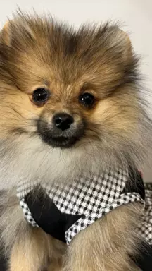 Szpic miniaturowy , pomeranian FCI, suczka. 2