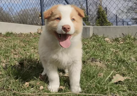 BORDER COLLIE - Pies unikalnej maści ee-red z pełną dok. hod 1