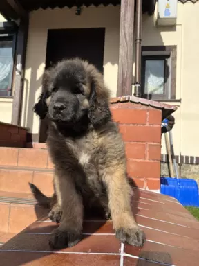 Leonberger  z rodowodem 2