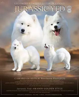 Szczenię Samoyed - Jurassic Yed - gotowy do odbioru - piesek 8