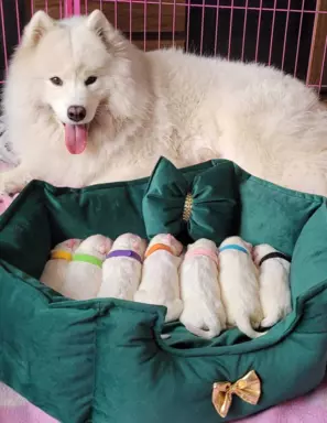 Szczenię Samoyed - Jurassic Yed - gotowy do odbioru - piesek 9