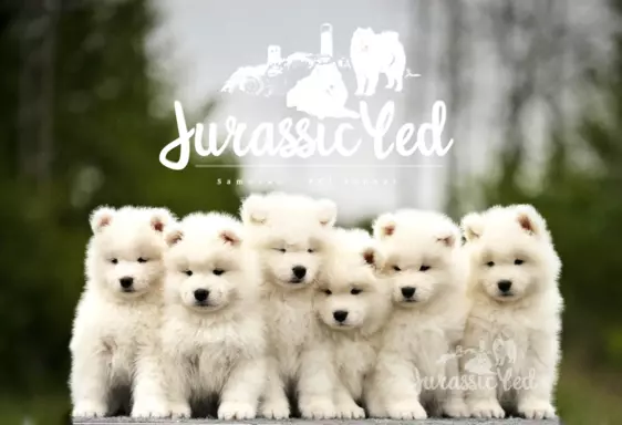 Szczenię Samoyed - Jurassic Yed - gotowy do odbioru - piesek 1