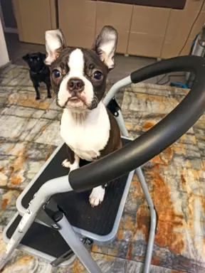 Szczeniaki Boston terrier 4