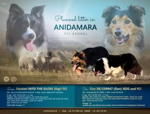 Suczka border collie 10