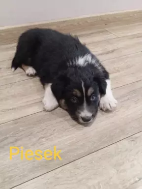Border collie szczenięta z rodowodem 6