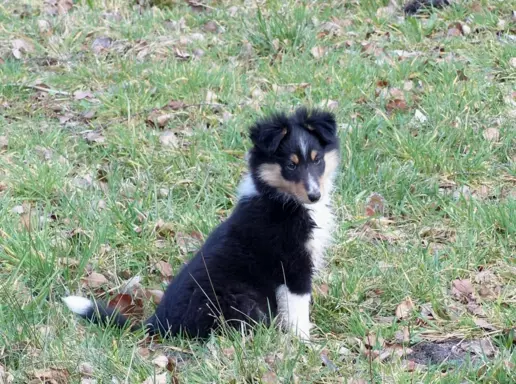 Owczarek szetlandzki (sheltie) suczka 5