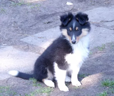 Owczarek szetlandzki (sheltie) suczka 4