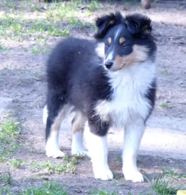 Owczarek szetlandzki (sheltie) suczka 2