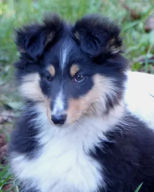Owczarek szetlandzki (sheltie) suczka 3